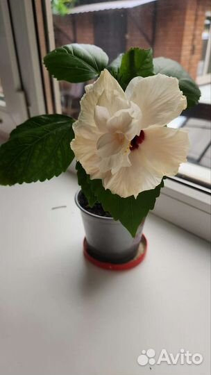 Гибискус double white