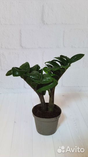 Замиокулькас Зензи замиифолия, долларовое дерево