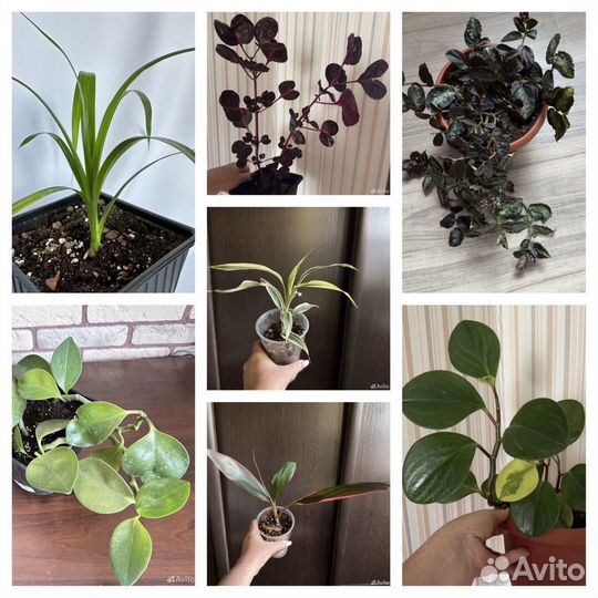 Комнатные цветы