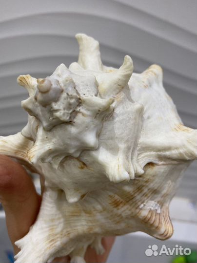 Раковина ракушка морская большая для аквариума