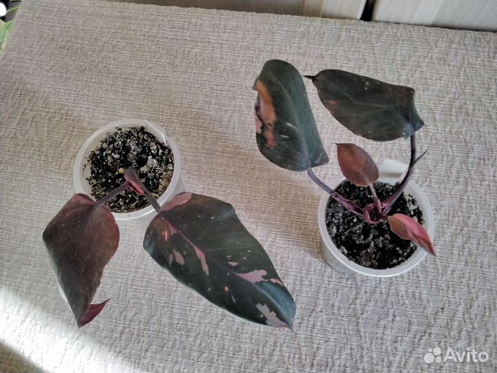 Редкие Ароидные