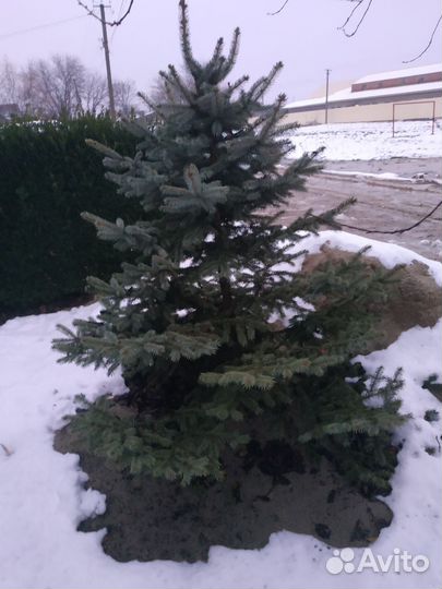 Ель голубая живая 1.6 м