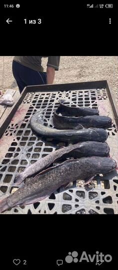 Царская рыба