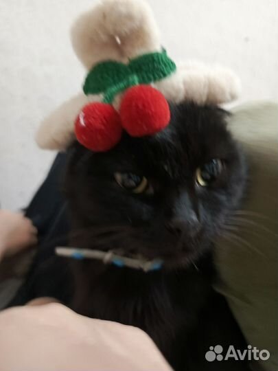 Отдам в добрые руки кошечку,ей год