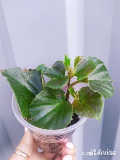 Комнатные цветы