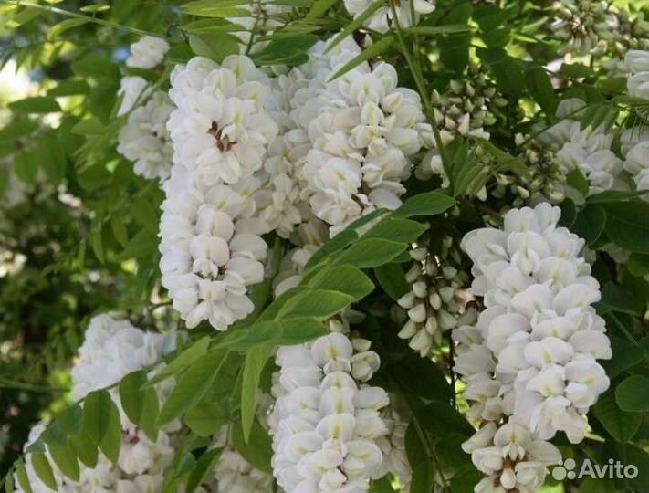 Акация белая