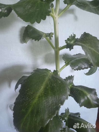 Каланхоэ лечебное