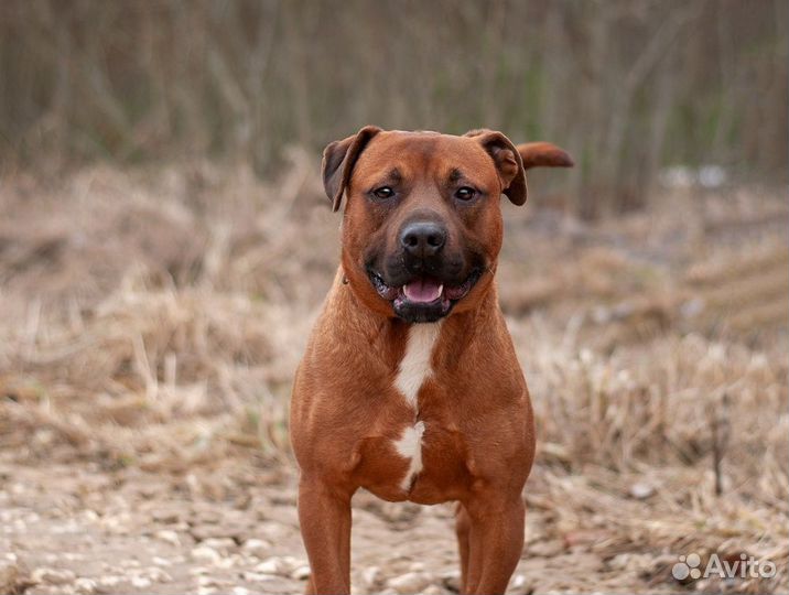 Ярко-рыжий питбуль паша в добрые руки
