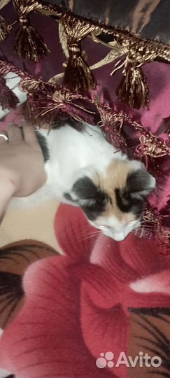 Трехцветный котенок девочка
