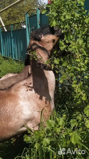 Англо нубийские козы