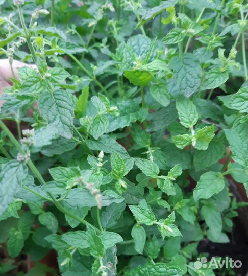 Мята сортовая.Джинура