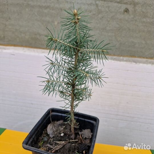 Саженцы ель голубая