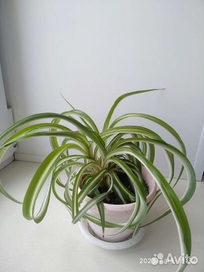 Хлорофитум кудрявый бонни