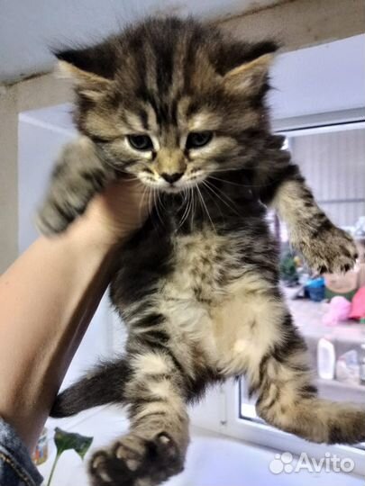 Котята