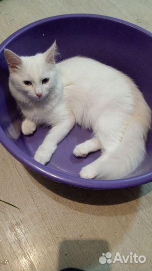 Кошечка в добрые руки