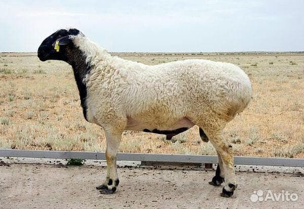 Бараны на Мясо Курдючный Хвостатый