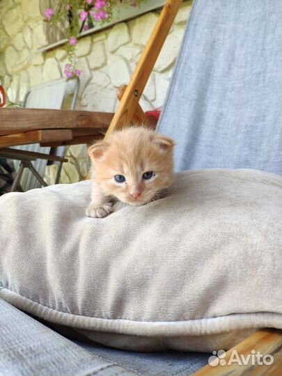 Котята от шотландской вислоухой кошки