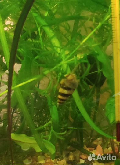 Улитка хелена