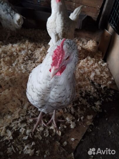 Пушкинский петух