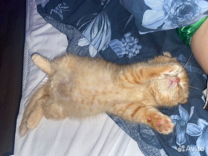 Экзотические котята