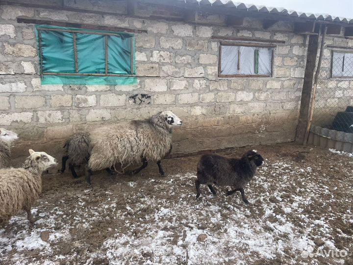 Баран на племя