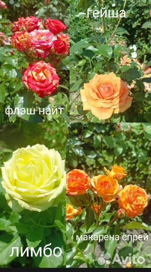 Все для сада и огорода