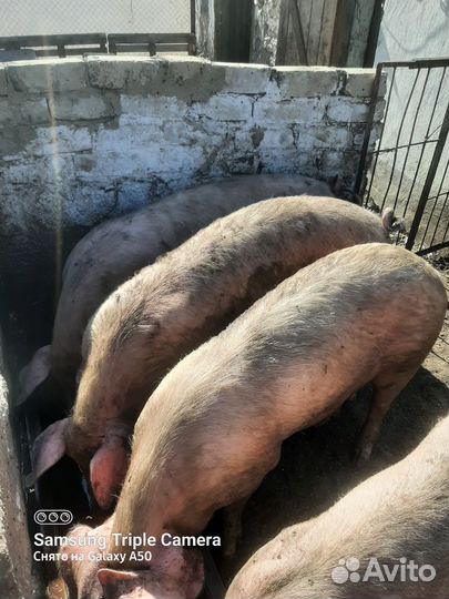 Свиньи живым весом