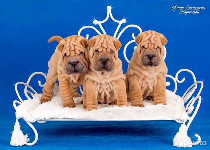 Щеночки Шарпея