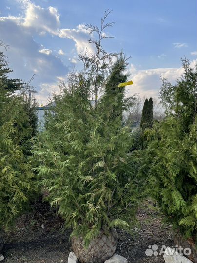 Туя брабант