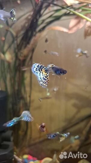 Гуппи тигр
