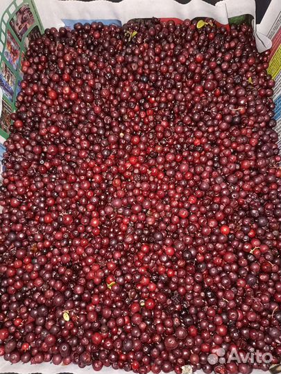 Ягоды брусника,клюква