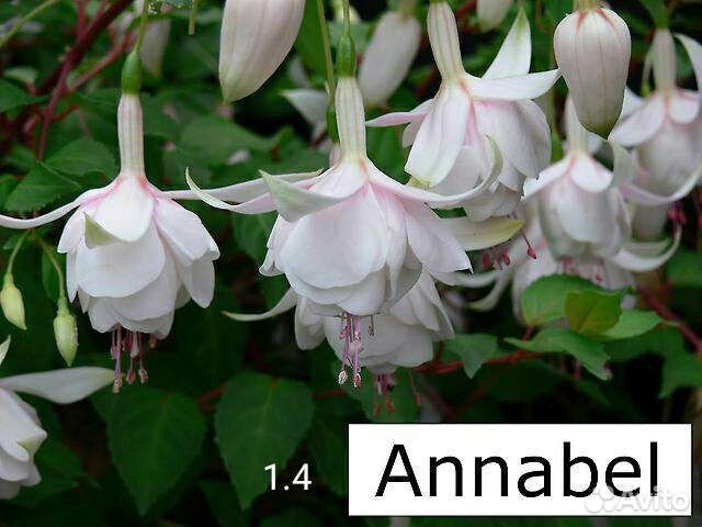 Фуксии сортовые