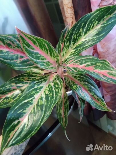 Аглаонема Батерфляй
