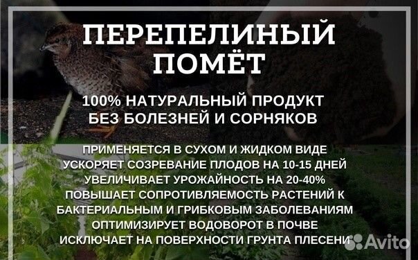 Навоз перепелиный