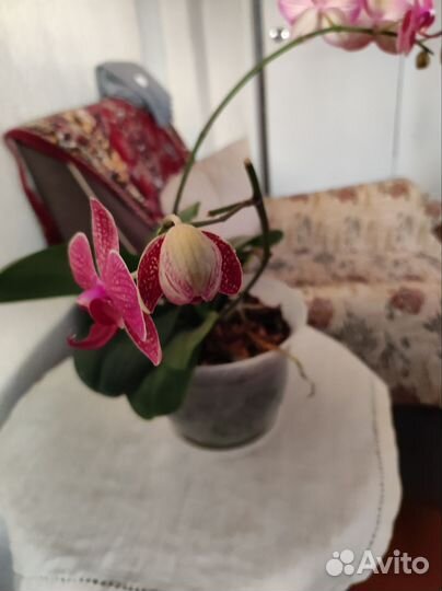 Орхидея фаленопсис