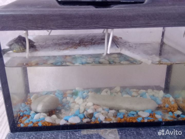 Красноухая черепаха