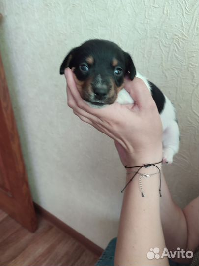 Щенки джек Рассел терьер