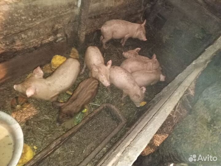 Поросята