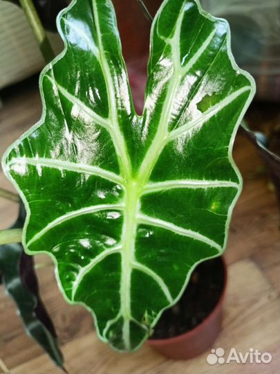 Алоказия полли