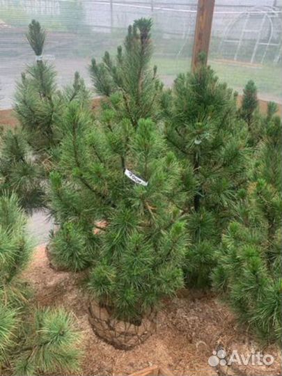 Кедр сибирский