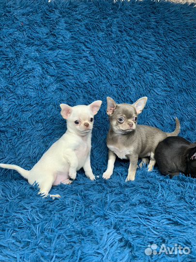 Девочки и мальчик Чихуахуа