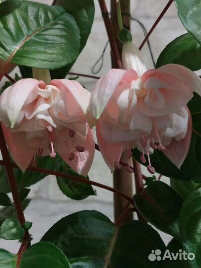 Черенки фуксии