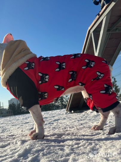 Костюм для собаки зимний XL