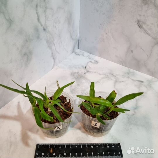 Den. Rainbow Dance 'Akane', кейки