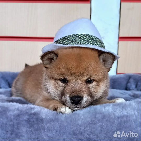 Сиба ину