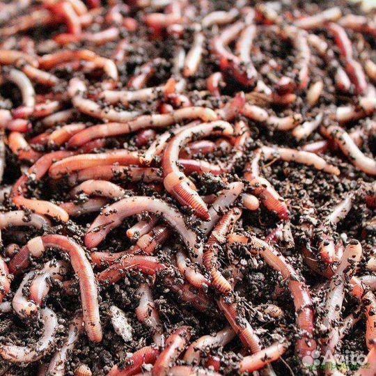 Черви для рыбалки