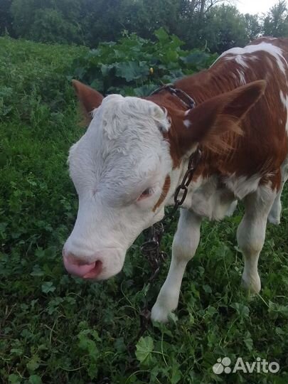 Продам телочку