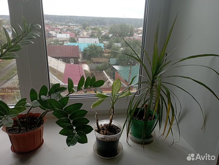 Замиокулькас