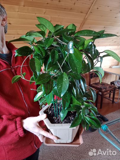 Комнатные цветы