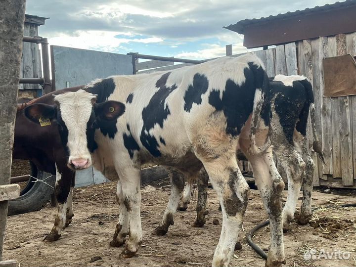 Бычки сементалки
